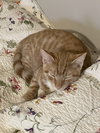 Biscuit - Photo 1