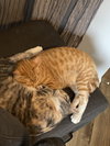 Biscuit - Photo 3