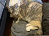 Gravy - Photo 1