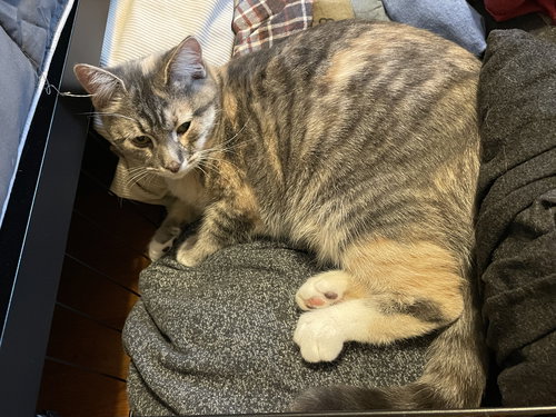 picture of the cat needing adoption