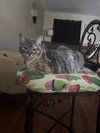 Gravy - Photo 4