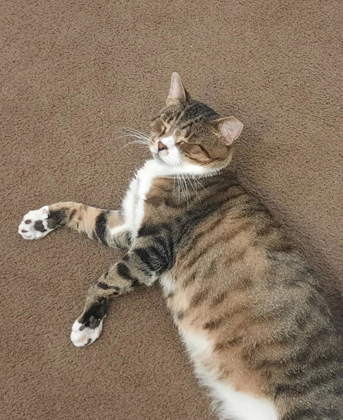 picture of the cat needing adoption