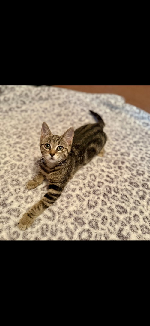 JOURNEY - Domestic Short Hair available for adoption