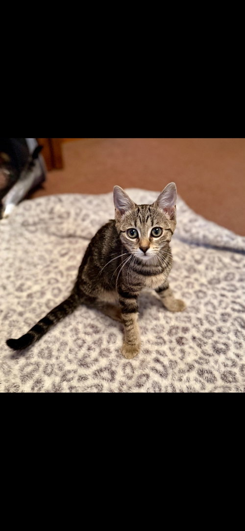 JOURNEY - Domestic Short Hair available for adoption