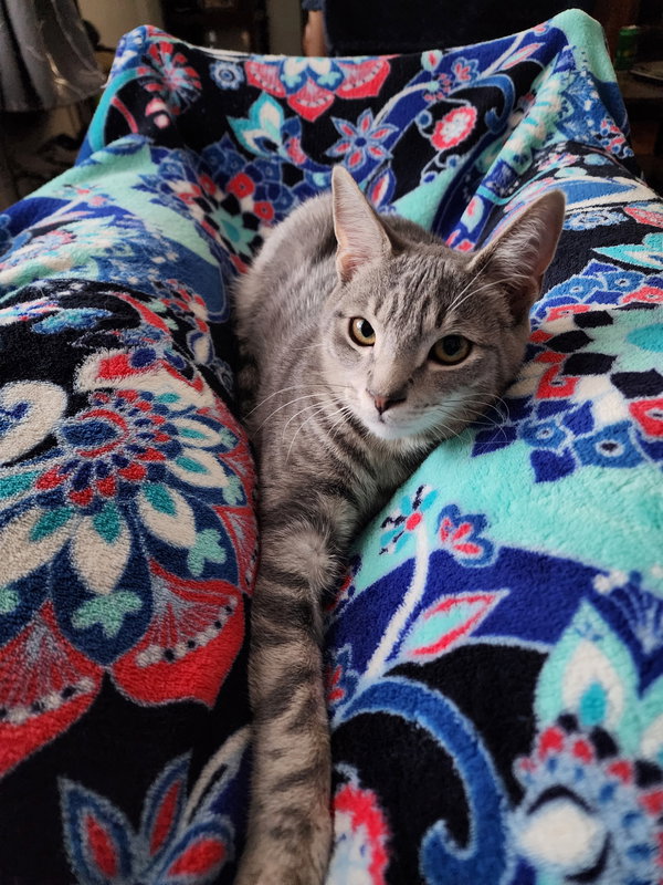 Dora ( dog friendly kitten)