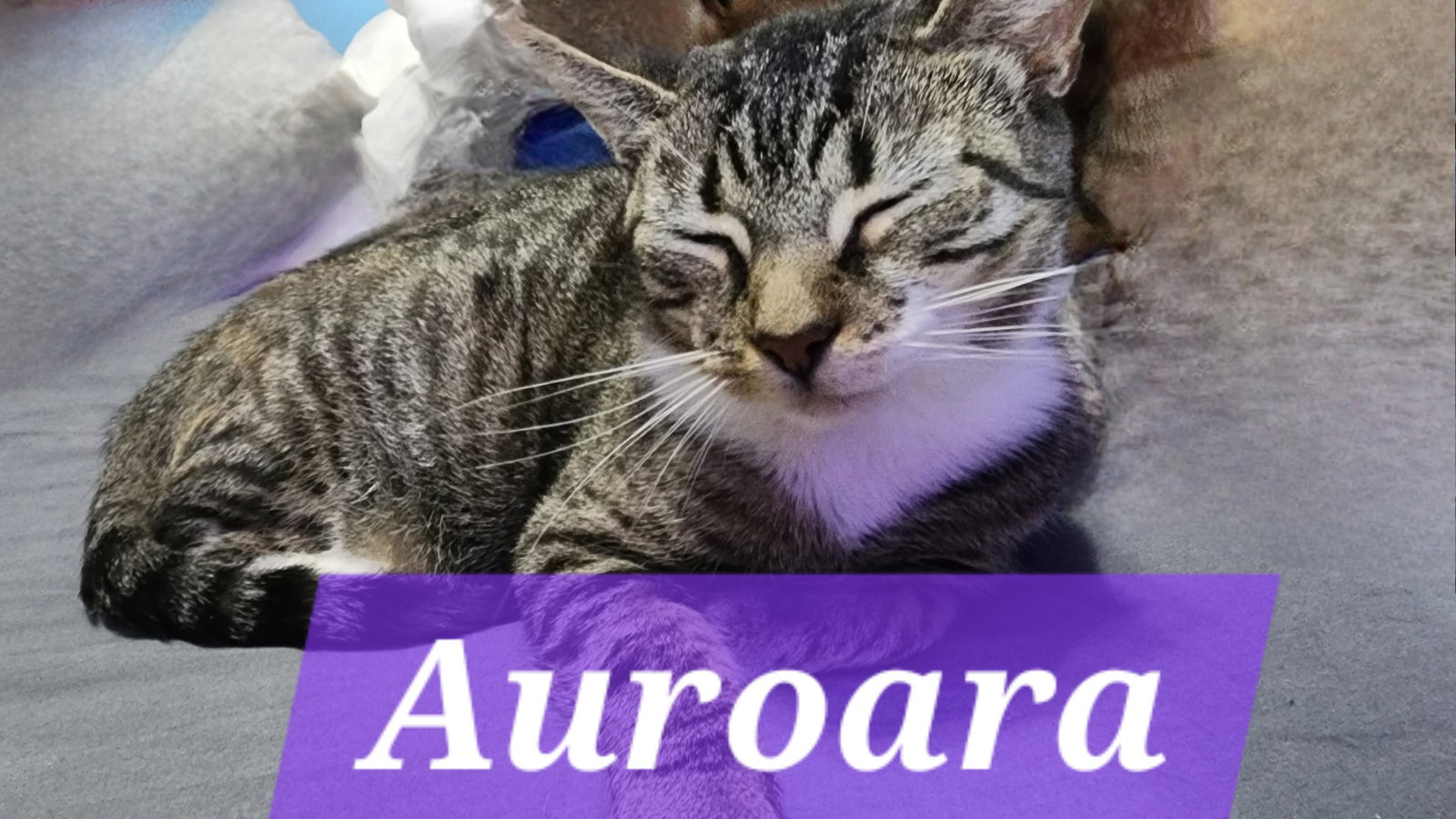 Auroara