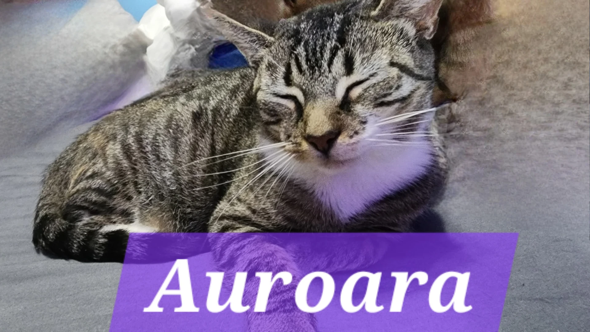 Auroara