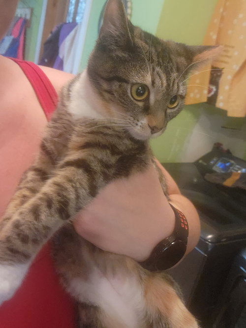 JULIETTE - Domestic Short Hair available for adoption