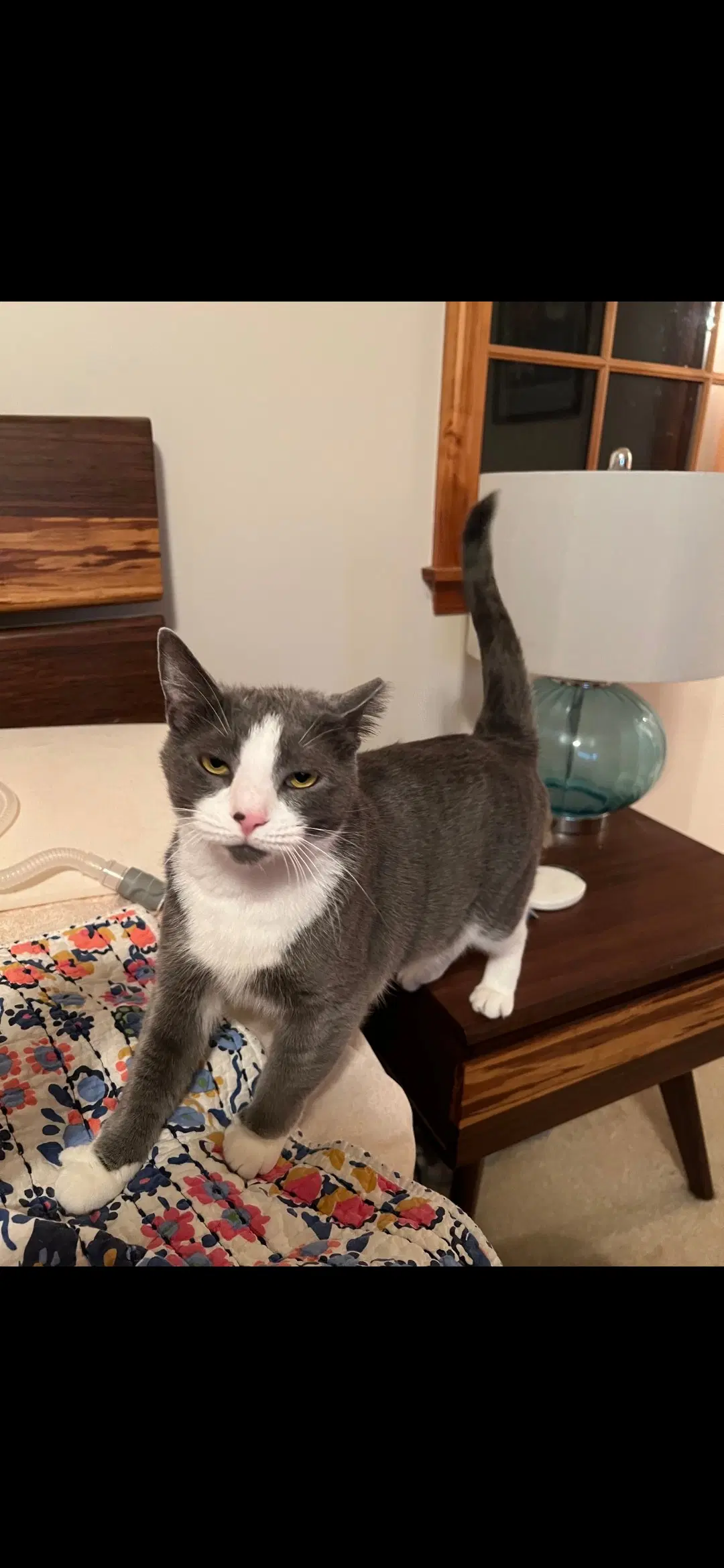 Oliver - Tuxedo