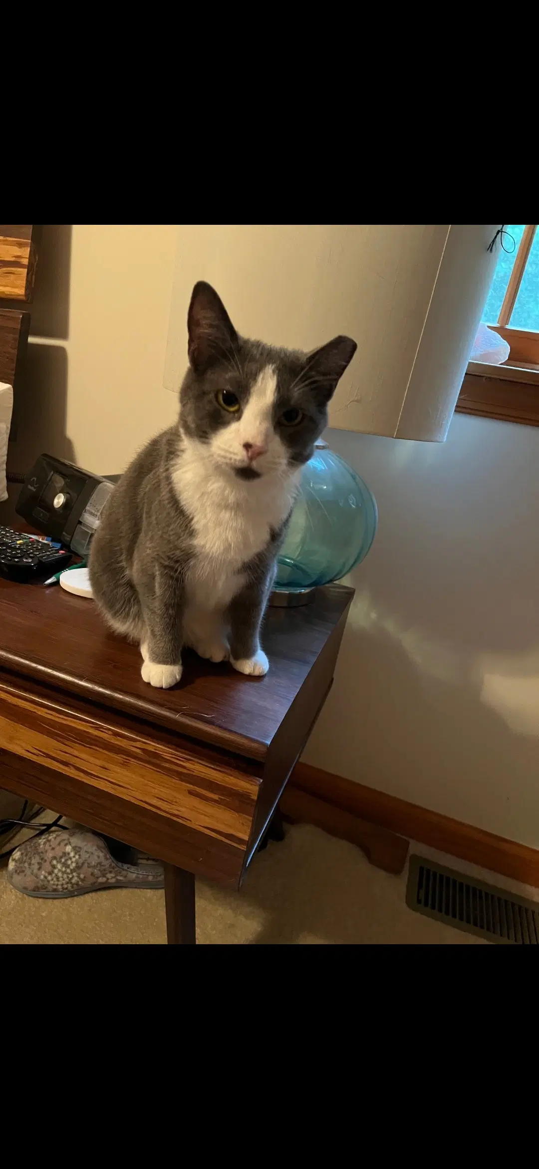 Oliver image 2