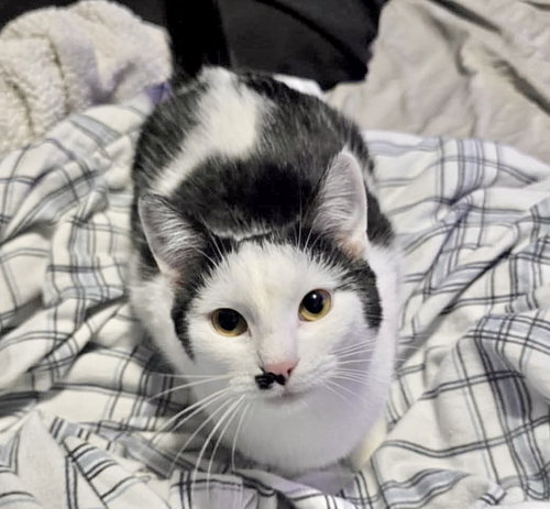 MARILYN - Domestic Short Hair for adoption in Harrisburg