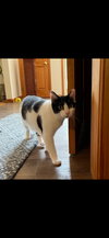 Figaro - Photo 1