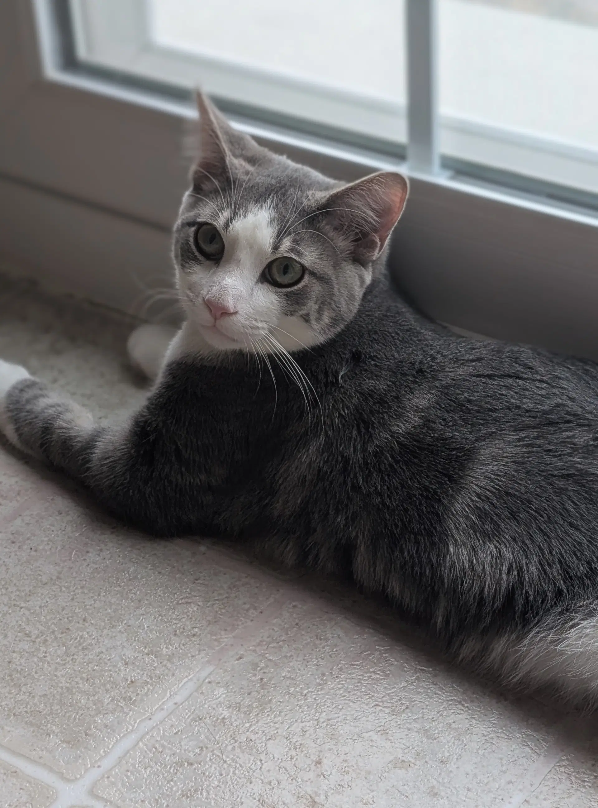 Lucky - Domestic Short Hair