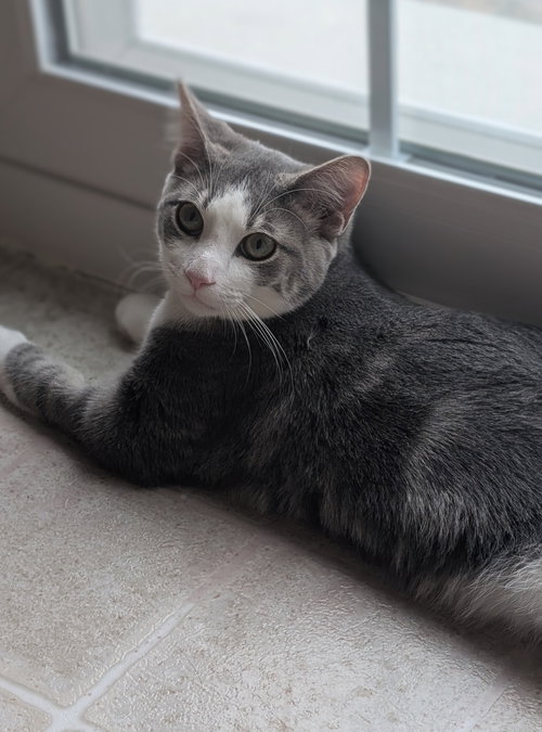 LUCKY - Domestic Short Hair available for adoption