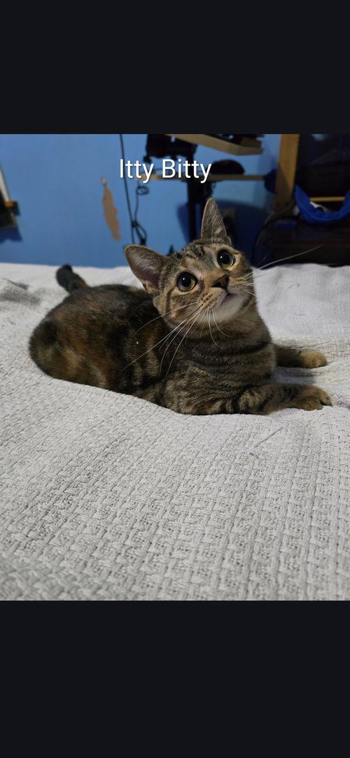 picture of the cat needing adoption