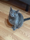 Gus-Gus - Photo 1