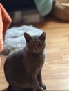 Gus-Gus - Photo 2