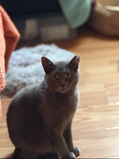 GUS-GUS - Domestic Short Hair available for adoption