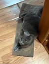 Gus-Gus - Photo 3
