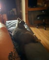 Gus-Gus - Photo 4
