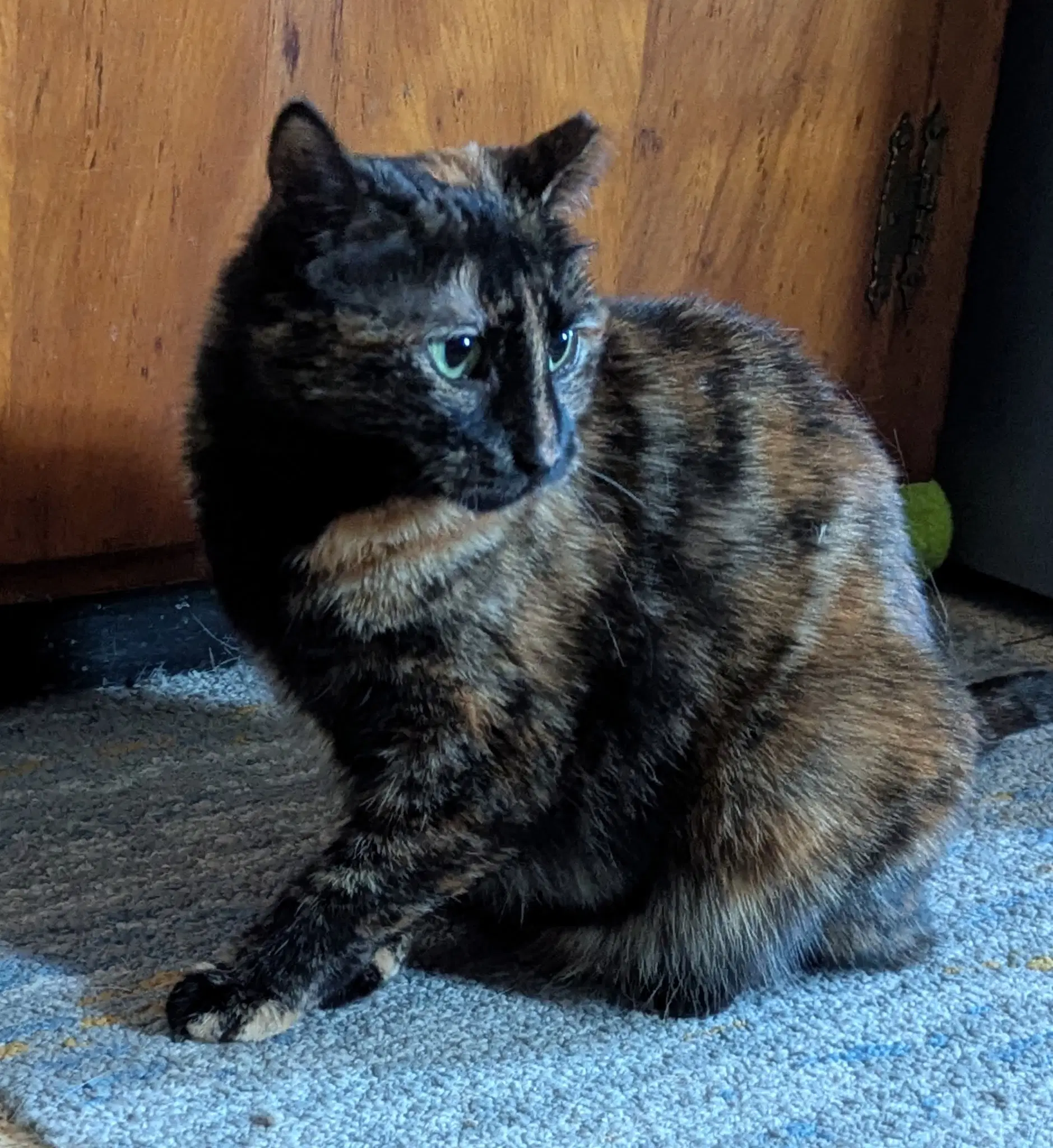 Amethyst - American Shorthair