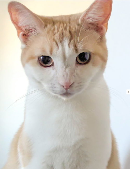 DEAN - American Shorthair available for adoption