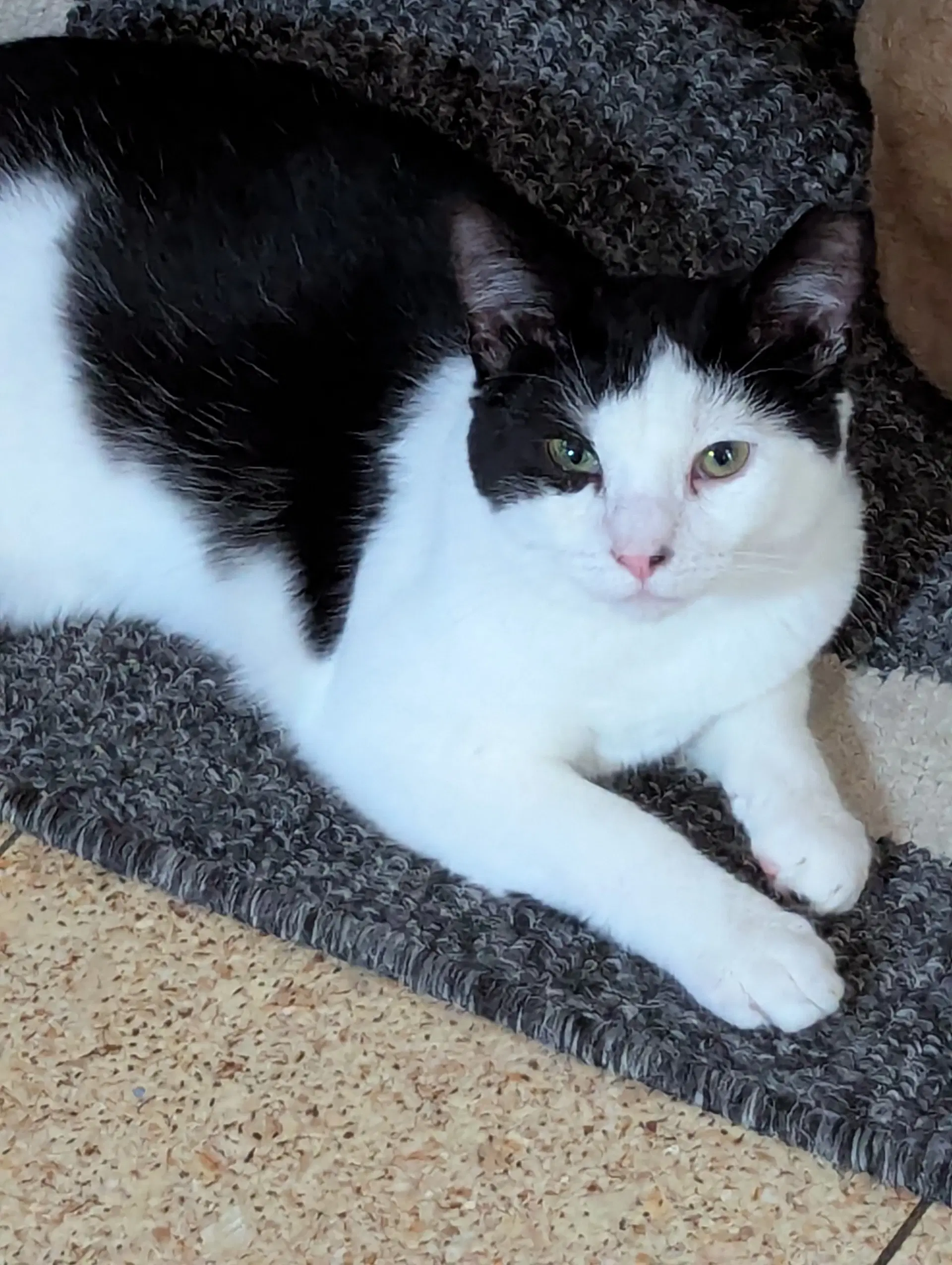 Sam - Domestic Short Hair