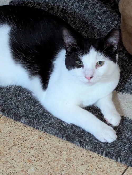 Sam, American Shorthair (short coat), cat for adoption in Lancaster, Pennsylvania