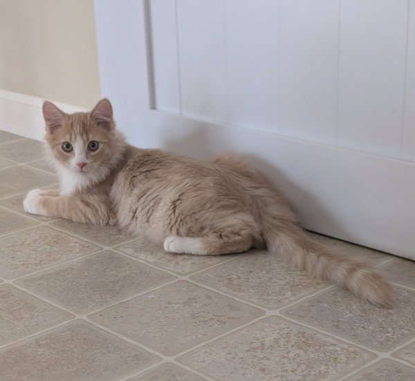 Angus (super handsome medium/ long hair kitten