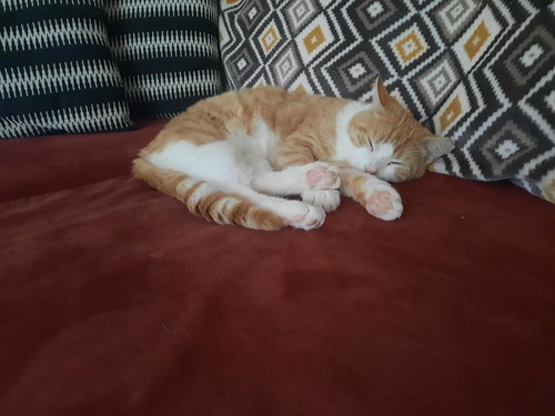 OCTAVIAN - Domestic Short Hair available for adoption
