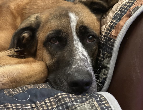 Sheila