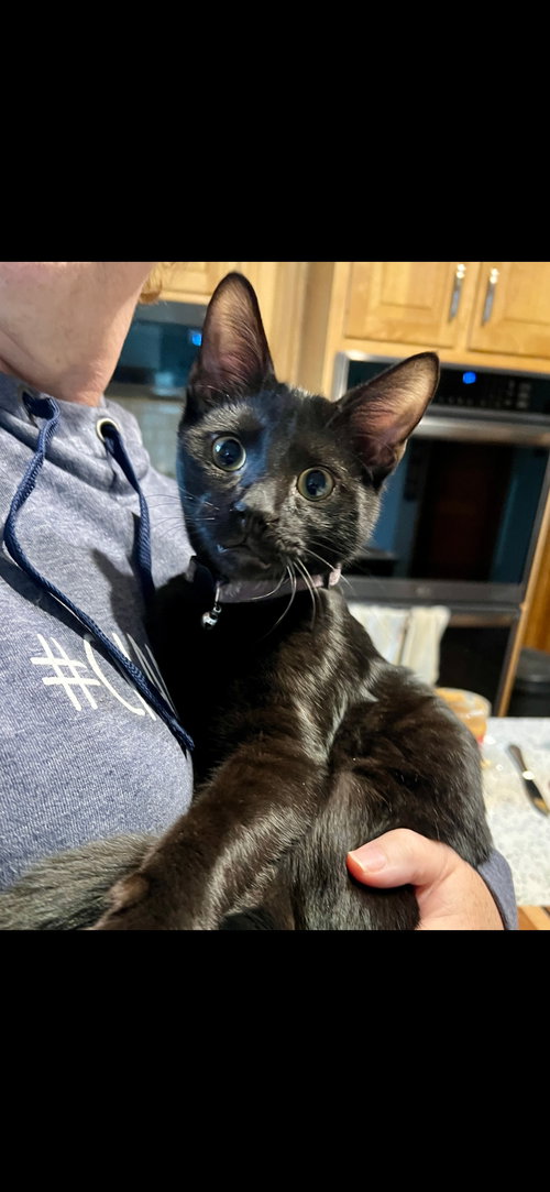 RAVEN - Domestic Short Hair available for adoption