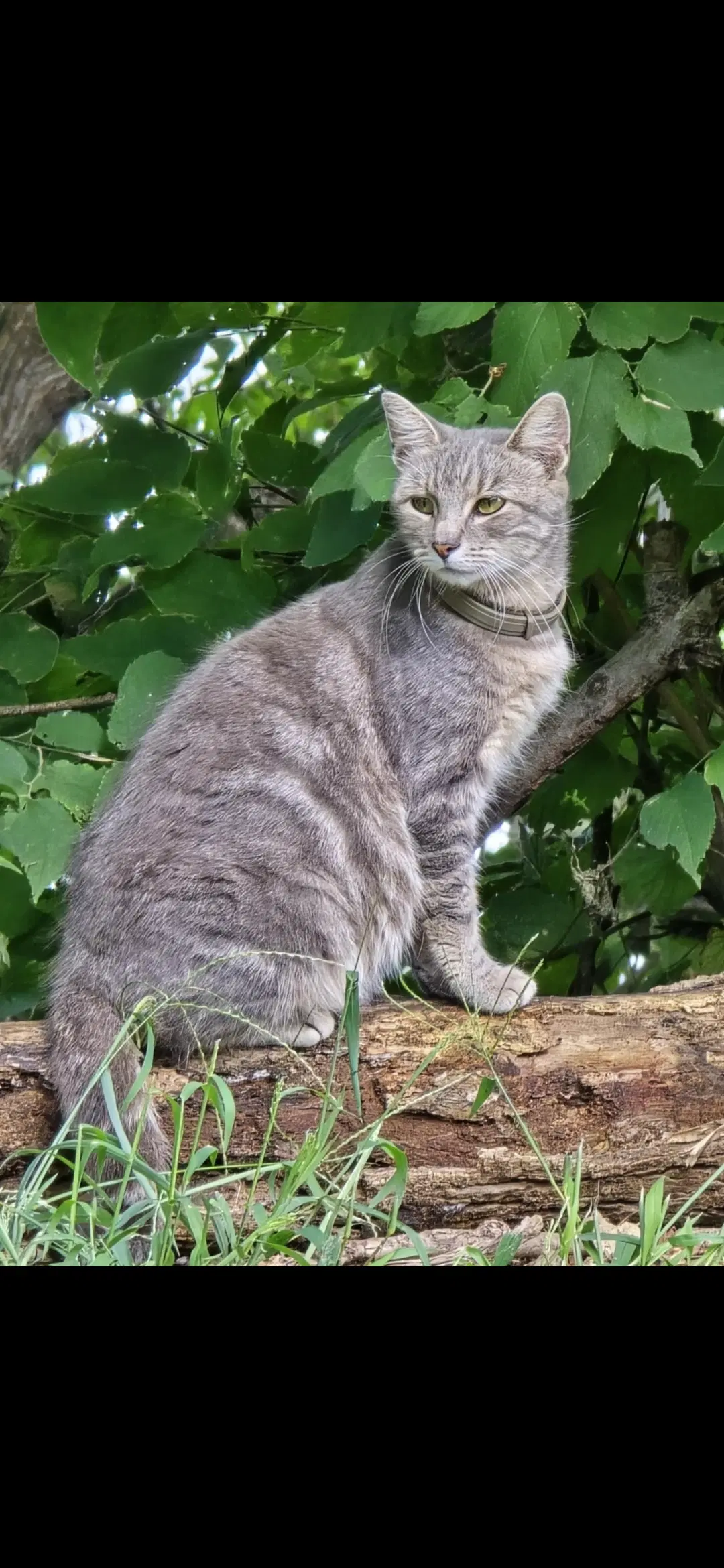 Hazel - Domestic Short Hair
