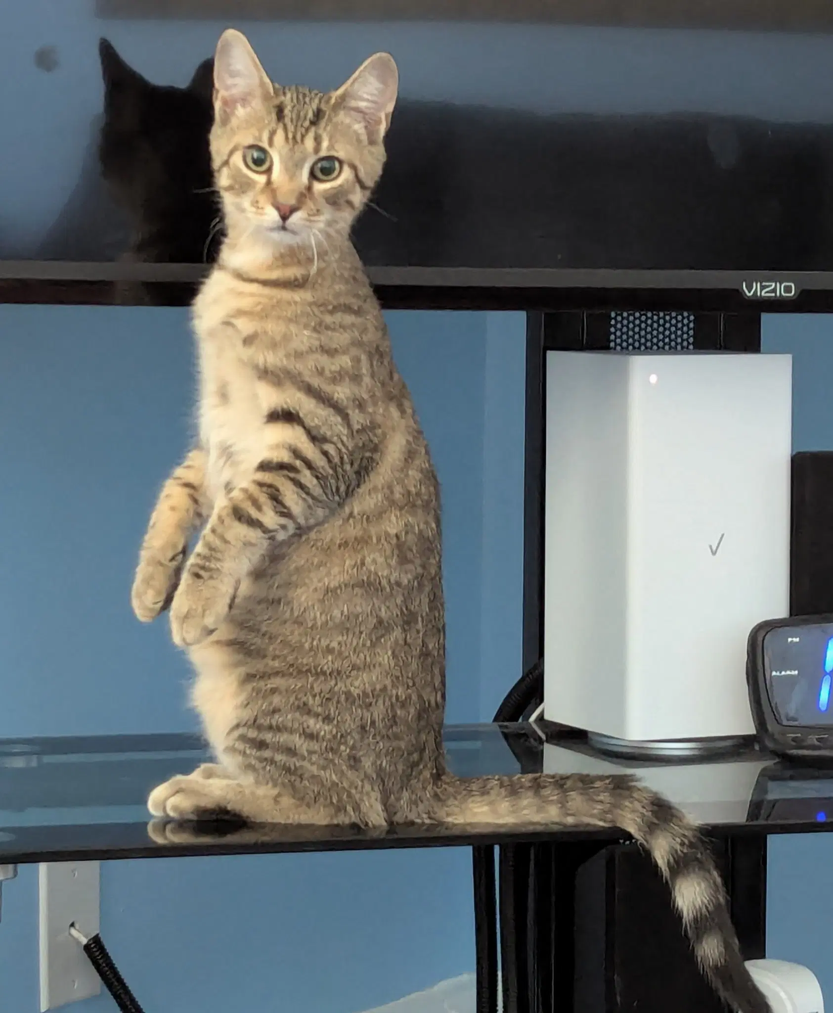 Tazz - Domestic Short Hair