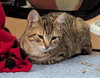 Ziggy - Photo 1