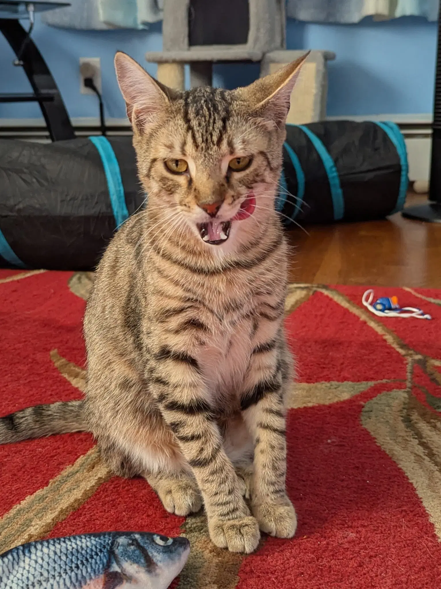 Ziggy - Domestic Short Hair