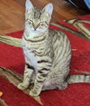 Ziggy - Photo 3