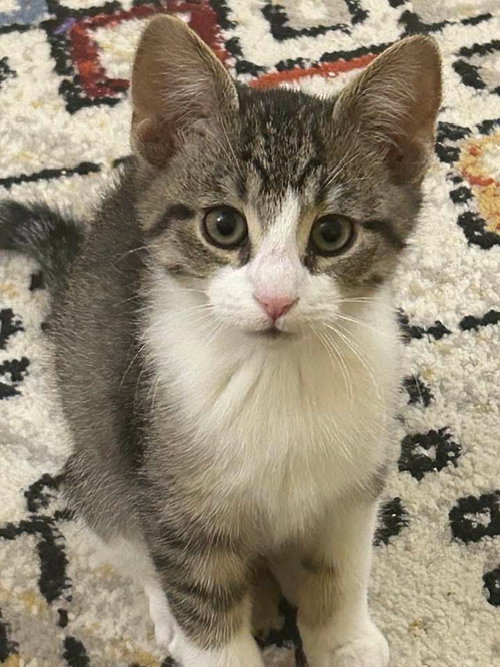 picture of the cat needing adoption