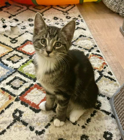 picture of the cat needing adoption