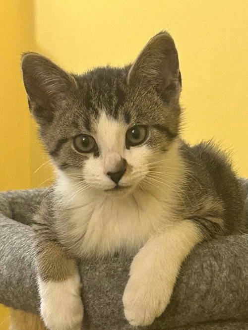 picture of the cat needing adoption