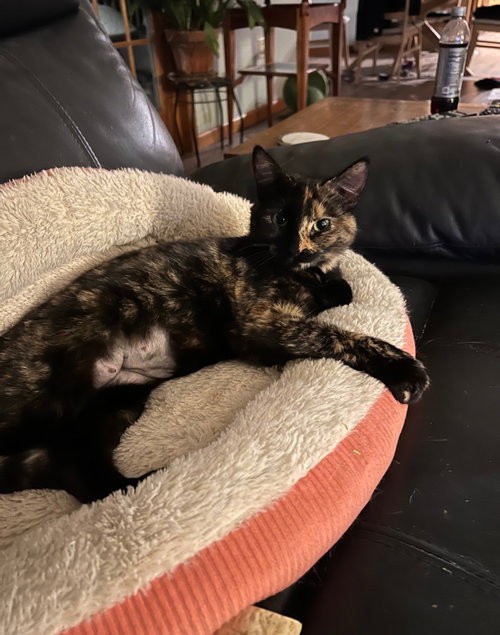 picture of the cat needing adoption