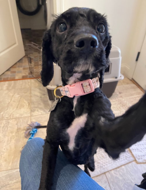 picture of the dog needing adoption