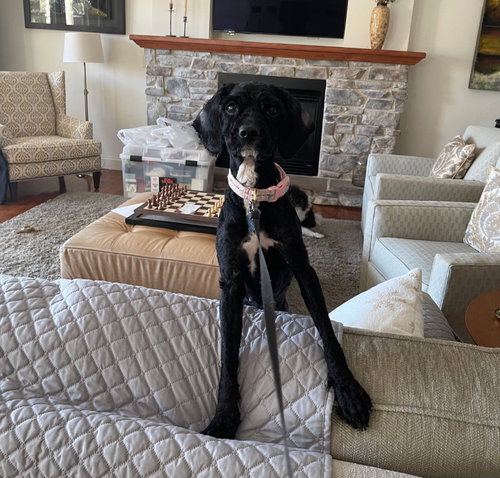 DIOR - Poodle (Miniature) / Terrier available for adoption