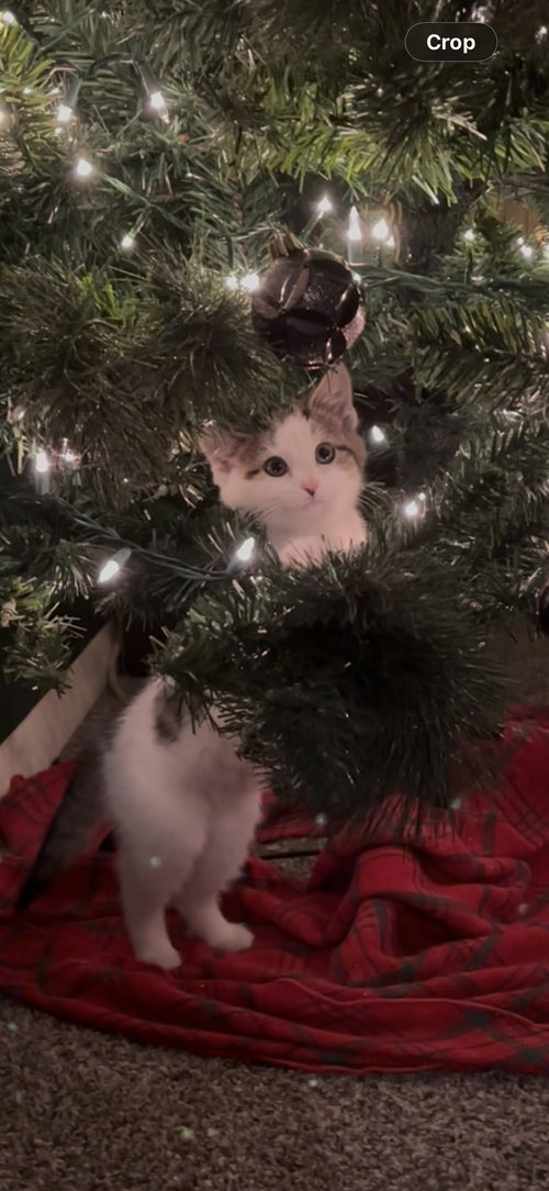 FLURRY - Domestic Short Hair available for adoption