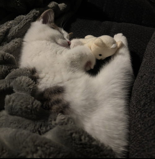 FLURRY - Domestic Short Hair available for adoption