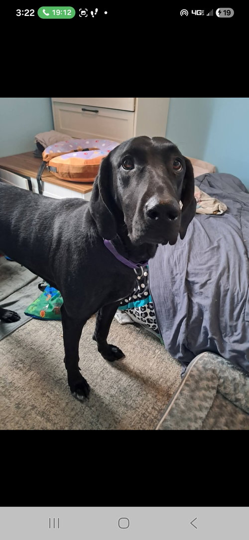 picture of the dog needing adoption