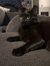 Fern - Photo 4