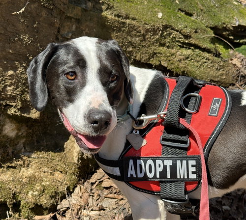 picture of the dog needing adoption