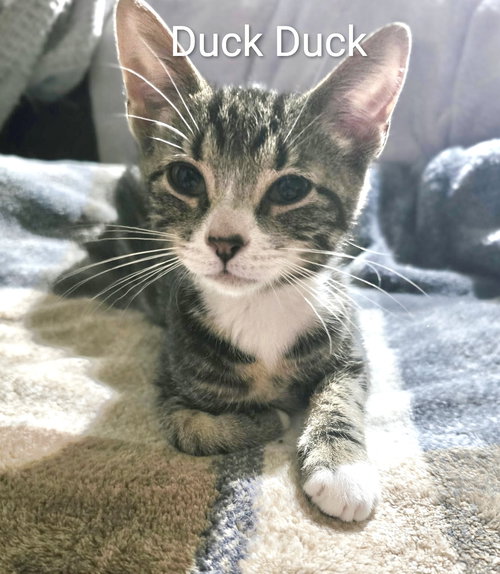 picture of the cat needing adoption