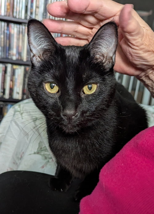 Sheldon, an adoptable Domestic Short Hair in Harrisburg, PA